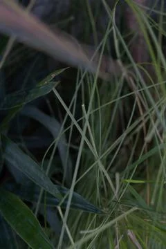 Tropical grass leaves close-up pattern Stock Photos