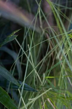 Tropical grass leaves close-up pattern Stock Photos