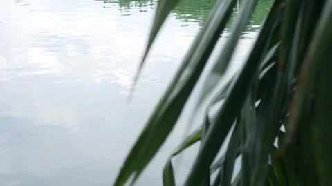Tropical grass reeds in foreground with soft pond water 库存影片 336435386