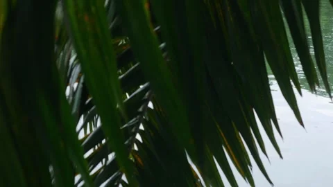 Tropical grass reeds in foreground with soft pond water Stock Footage 336435389