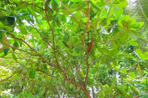 Tropical green background 写真素材