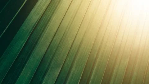 Tropical green coconut leaf texture background, Dark tone with sun rise. Stock Photos
