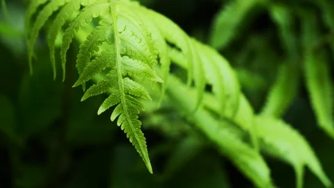Tropical green fern leaf Stock Footage 283466437