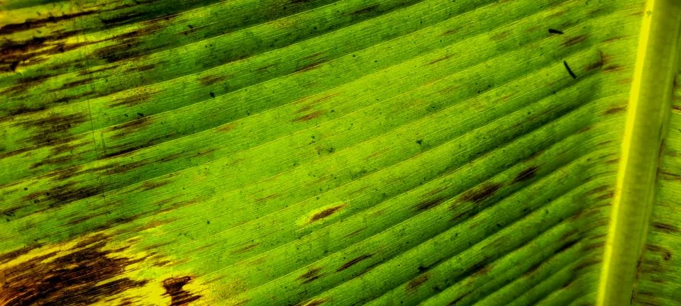 Tropical green foliage with abstract lines Stock Photos