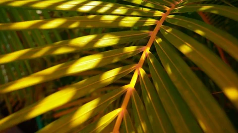 Tropical green Stock Footage 107281396