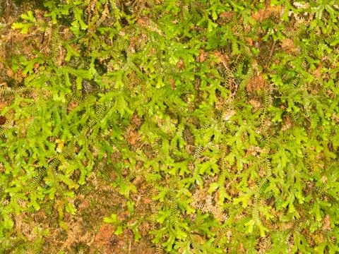 Tropical green grass Foto stock