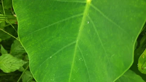 Tropical Green Leaf After Rainfall 스톡 동영상 341678897