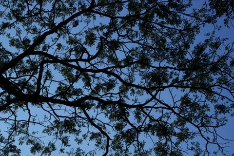 Tropical green leaf and blue sky. Silhouette high contrast. Stock Photos