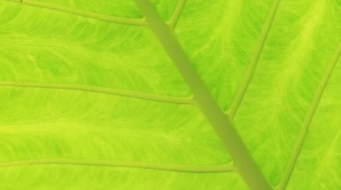 Tropical green leaf background close up. Sri Lanka Stock Footage 56536013