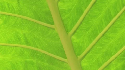 Tropical green leaf background closeup Stock Footage 47643658