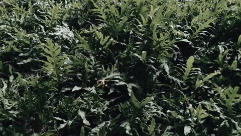 Tropical green leaf background, Dark tone theme. Stock Footage 312340148