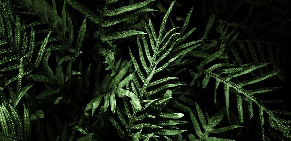 Tropical green leaf background, Dark tone theme. Stock Photos