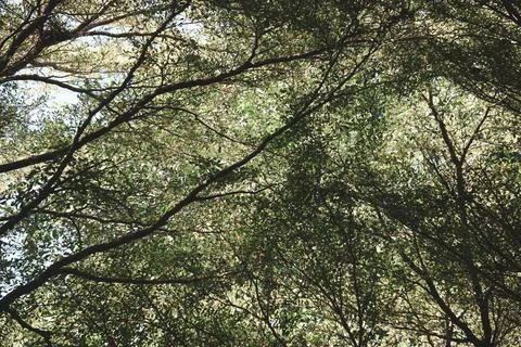 Tropical green leaf background, Dark tone theme. Stock Photos