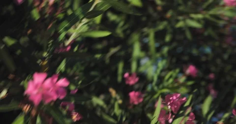 Tropical green leaf with flower Stock Footage 93767679