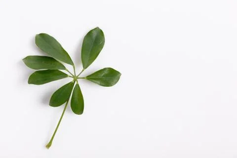Tropical green leaf frame on white background Stock Photos