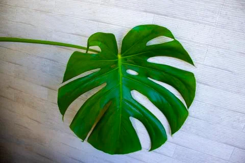 Tropical green leaf pattern on white background, Monstera philodendron plant  Foto stock