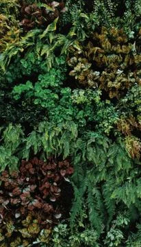 Tropical green leaf Stock Photos