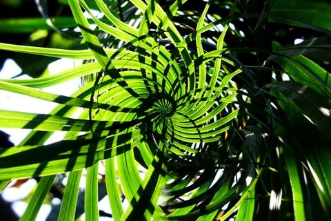 Tropical green leaf. Stock Photos