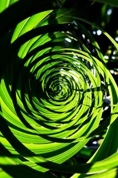 Tropical green leaf. Stock Photos