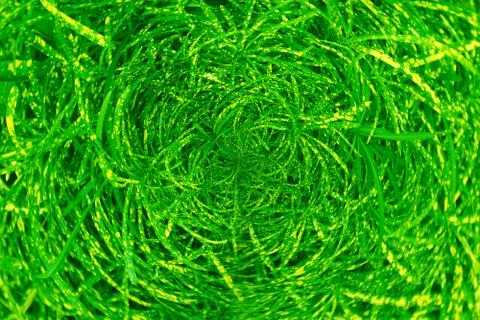 Tropical green leaf Stock Photos