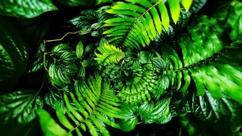 Tropical green leaf Stock Photos
