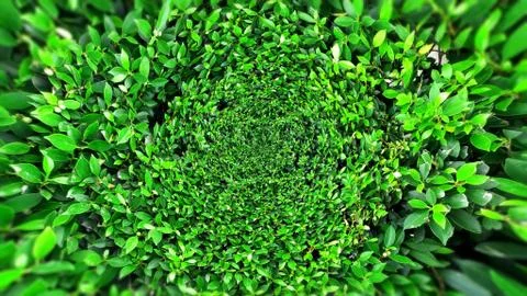 Tropical green leaf Stock Photos
