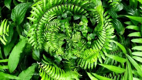 Tropical green leaf Stock Photos