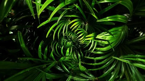 Tropical green leaf Stock Photos