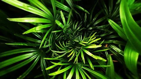 Tropical green leaf Stock Photos