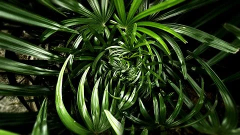 Tropical green leaf Stock Photos