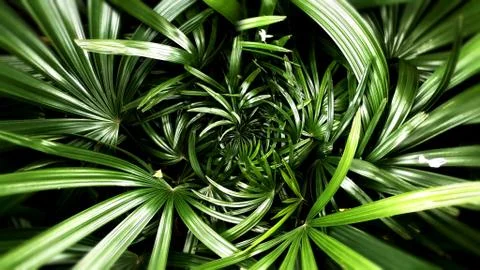 Tropical green leaf Stock Photos