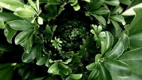 Tropical green leaf Stock Photos