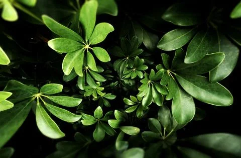Tropical green leaf Stock Photos