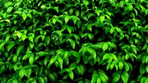 Tropical green leaf Stock Photos