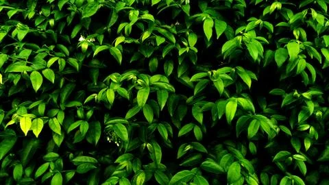 Tropical green leaf Stock Photos