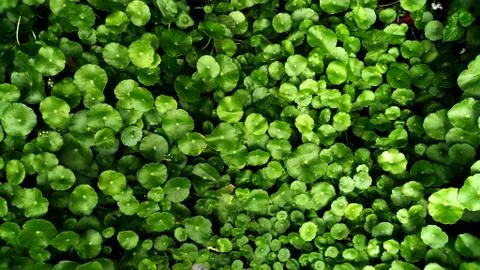 Tropical green leaf Stock Photos