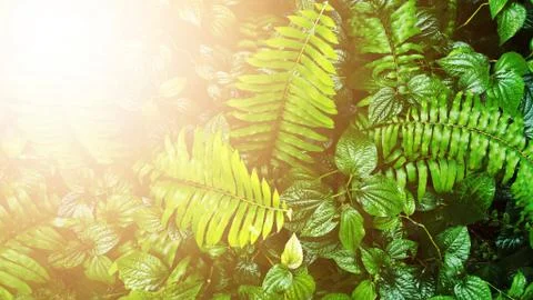 Tropical green leaf Stock Photos