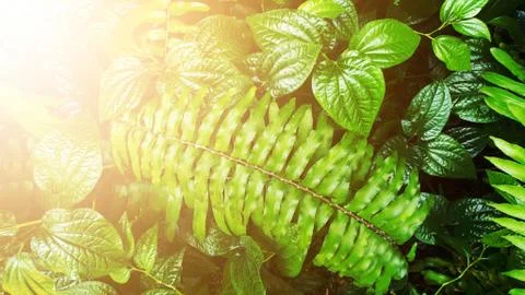 Tropical green leaf Stock Photos