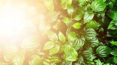 Tropical green leaf Stock Photos