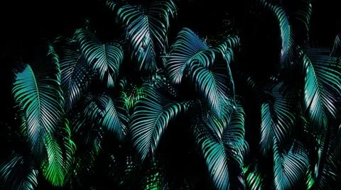 Tropical green leaf Stock Photos