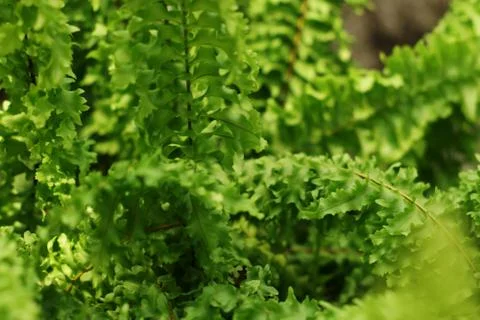 Tropical green leaf Stock Photos