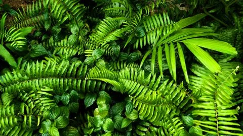 Tropical green leaf Stock Photos