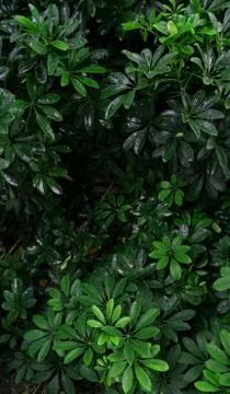 Tropical green leaf Stock Photos