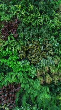 Tropical green leaf Stock Photos