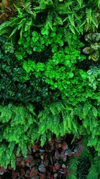 Tropical green leaf Stock Photos