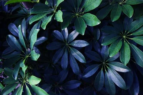 Tropical green leaf Stock Photos