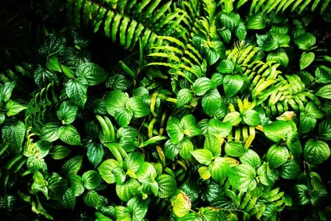 Tropical green leaf Stock Photos