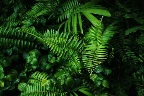 Tropical green leaf Stock Photos