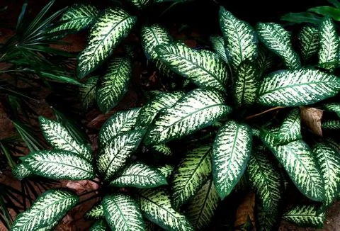 Tropical green leaf Stock Photos
