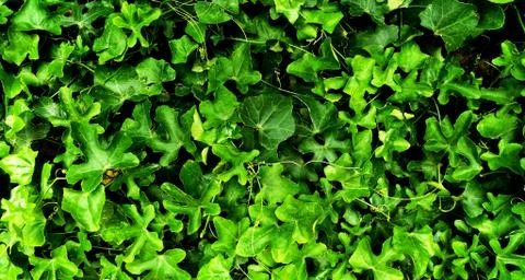 Tropical green leaf Stock Photos